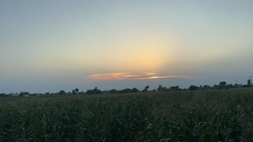 Cornfield during dusk in a rural landscape.