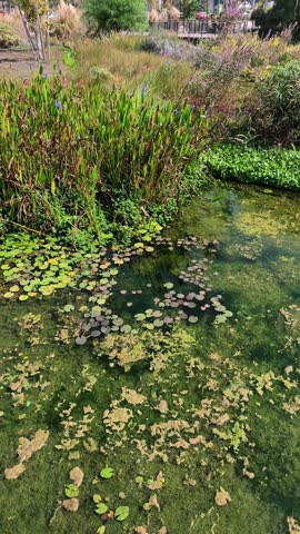 City park pond with water lily pads and floating yellow-brown algae on clear green water, tall pickerelweed reeds with blue flowers, ornamental grasses and a dense green plant carpet along the bank