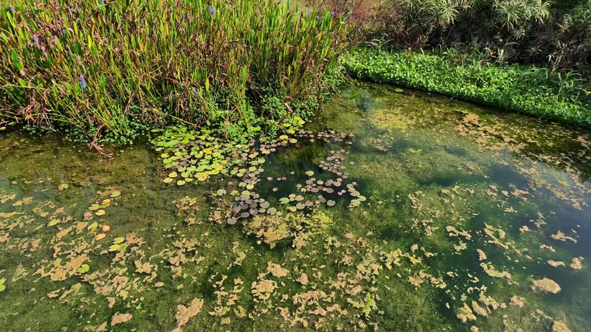 City park pond covered with water lily pads and floating yellow-brown algae on clear green water, with tall pickerelweed reeds with blue flowers and a dense green plant carpet along the far bank