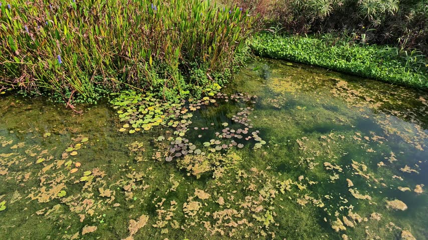 City park pond covered with water lily pads and floating yellow-brown algae on clear green water, with tall pickerelweed reeds with blue flowers and a dense green plant carpet along the far bank