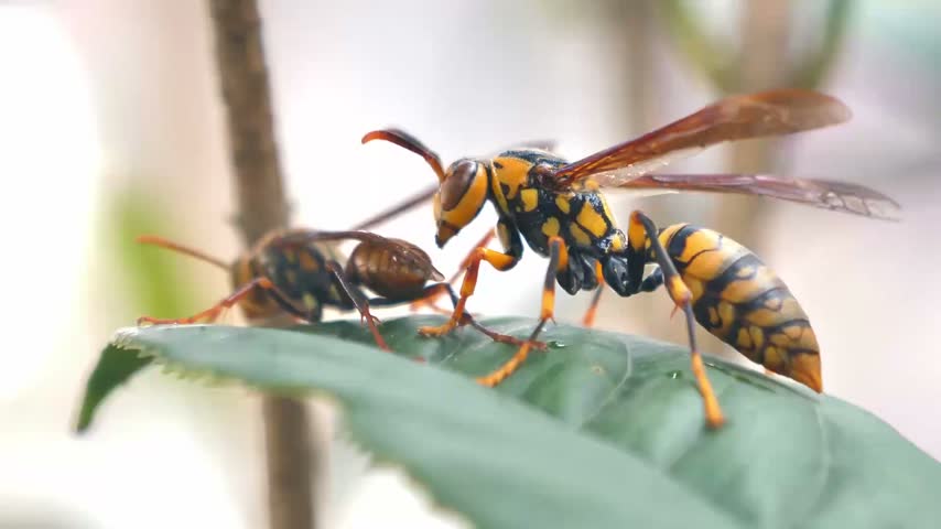 Two wasps (Vespidae family) interact on a glossy green leaf: one grooms the other’s head and thorax with forelegs; macro shot with natural sunlight, soft bokeh background, sharp focus on.