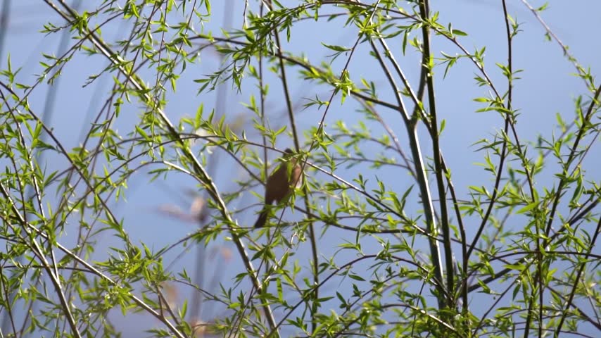 Small birds perched on vibrant green willow branches swaying gently in spring breeze