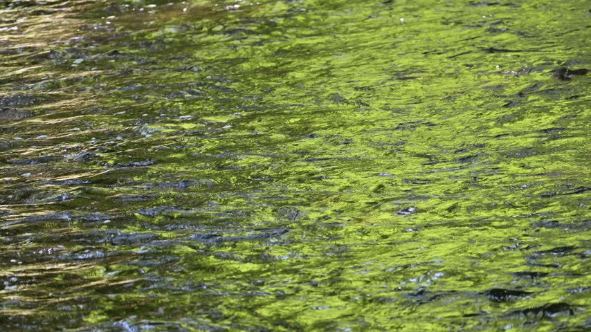 Clear river water flowing over rocks with vibrant green forest reflections on surface