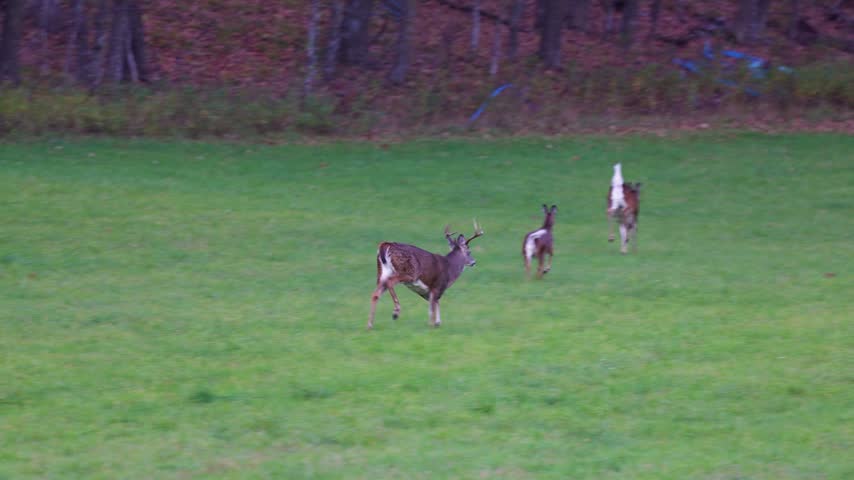 White-tailed deer buck, Odocoileus virginianus, runs across a grassy hayfield toward several does during fall in Dunn County, Wisconsin.