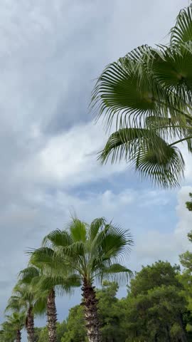 Palm trees lined up along the road.