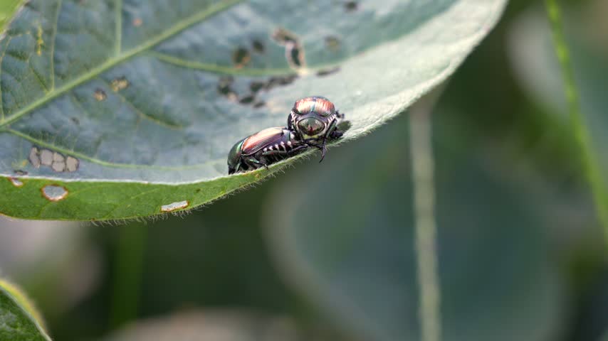Two Japanese beetles (Popillia japonica) mating on a bean leaf with visible feeding damage holes, macro close-up