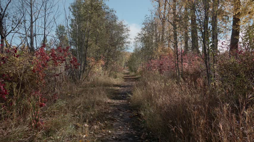 The view advances along a narrow dirt trail bordered by dry grasses, red-leaved shrubs and tall deciduous trees with autumn foliage.