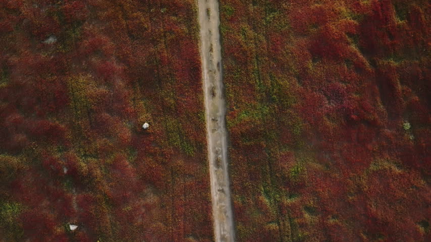 Dirt road across crimson wild blueberry barrens in Jonesboro, Maine, seen from above