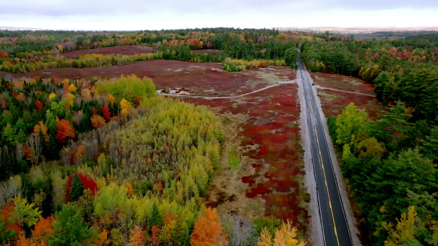 Road runs between crimson wild blueberry barrens near Jonesboro, Maine