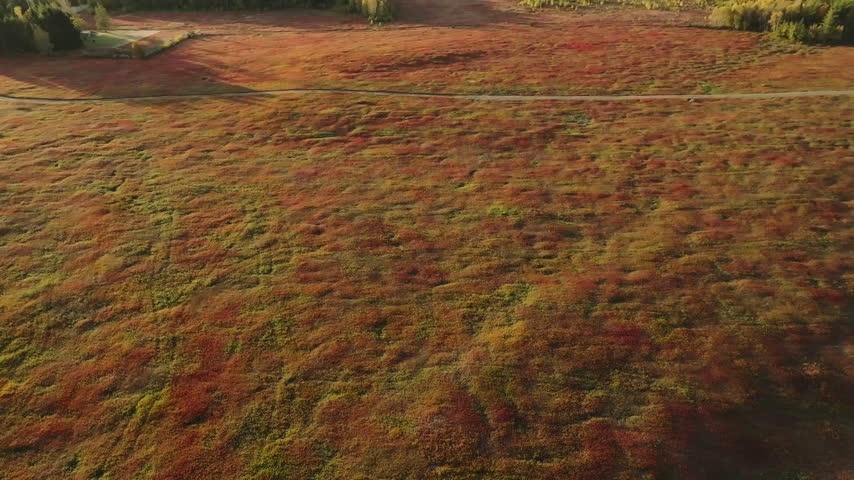Wild blueberry barrens split by a dirt road near Jonesboro, Maine, tilt up to a bay