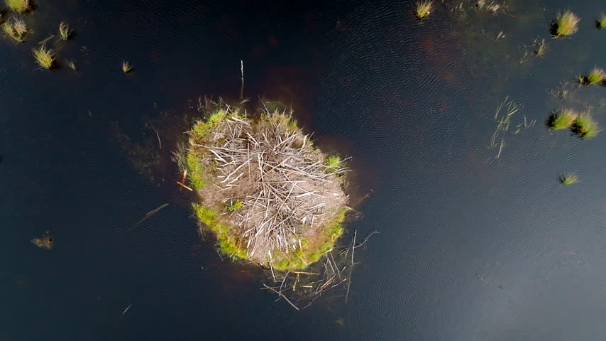 Beaver lodge ringed by green sedge in a marsh pond near Lubec, Maine from overhead