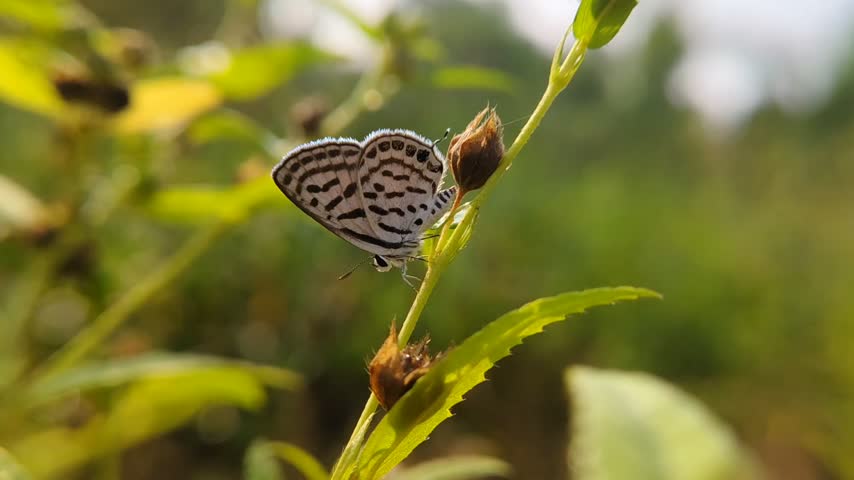 A close up beautiful butterfly 