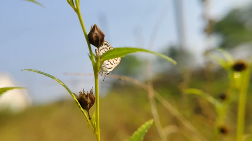 Beautiful butterfly on plant leaf 