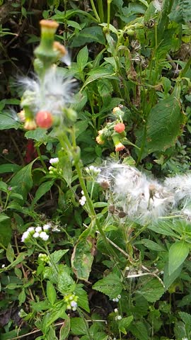 fluffy seeds of crassocephalum plant swaying gently in wind in tropical garden. Delicate pappus fibers with red flower buds, green leaves background, natural wild weed plant dispersing seeds, nature macro, organic growth, wild plant life cycle, botanical background, tropical flora.