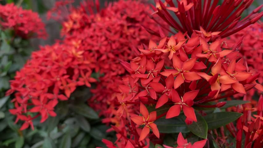 Red blooming flowers in the garden