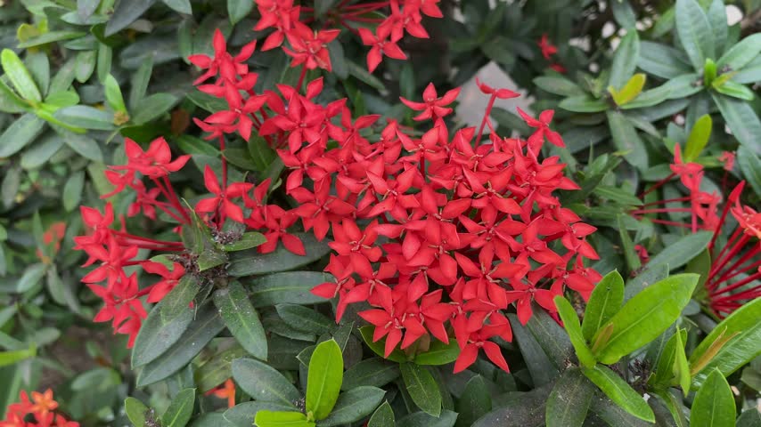 Red blooming flowers in the garden