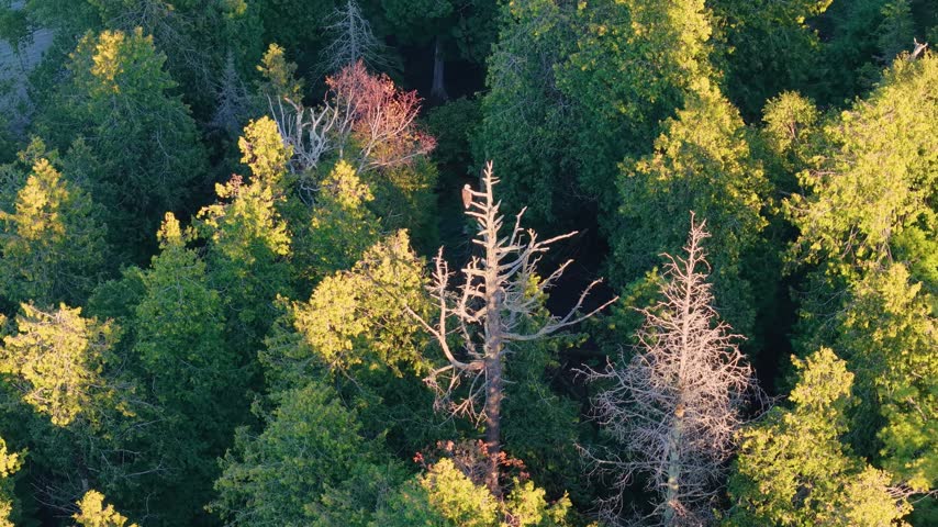 Drone footage moves above several pale tree snags surrounded by a sunlit green forest canopy in Michigans Upper Peninsula