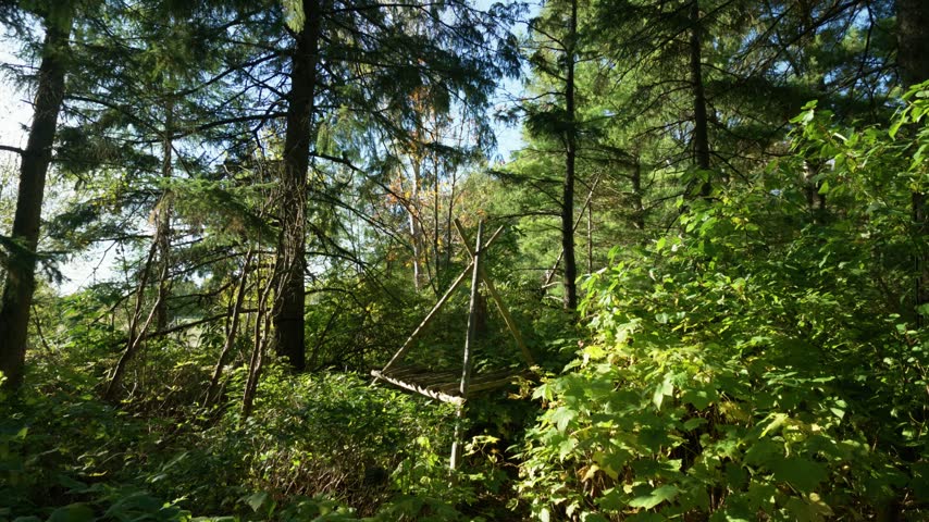 Sunlight filters through dense green trees and woodland foliage, natural forest textures, leafy undergrowth and peaceful outdoor scenery, Montreal botanical garden, Quebec, Canada.