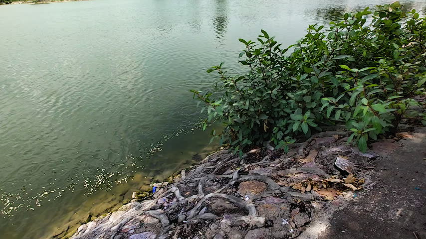 Natural lakeshore with green rippling water, exposed rocks, fallen leaves and dense shrubs along shoreline, highlighting freshwater habitat, natural textures and lakeside vegetation.