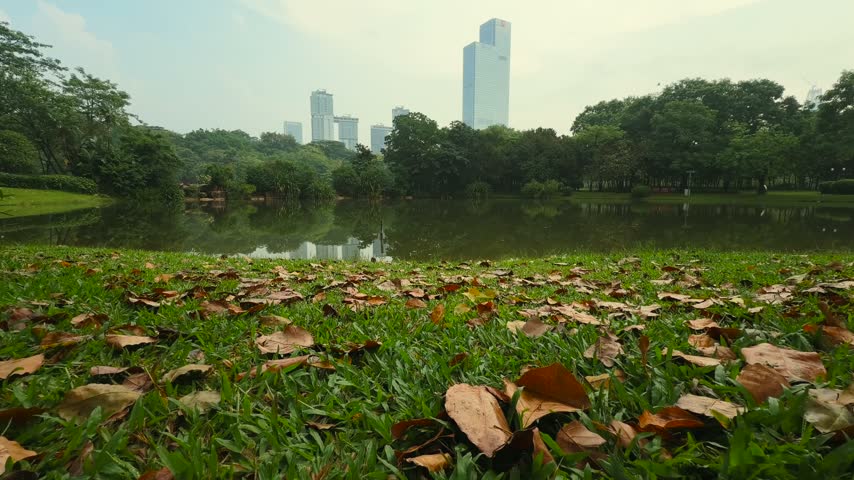 Fallen leaves on green grass by a lake with city towers in the distance in city park