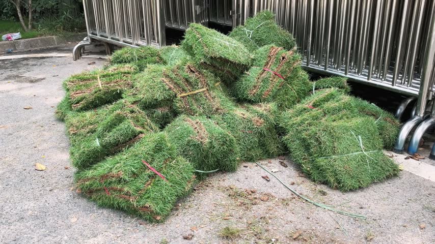 Rolls of fresh turf stacked by a metal fence for lawn landscaping in a park