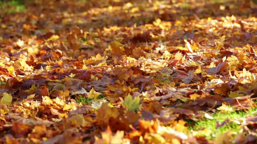 A detailed close up shot of vibrant yellow and brown autumn leaves covering the ground in a forest during the fall season