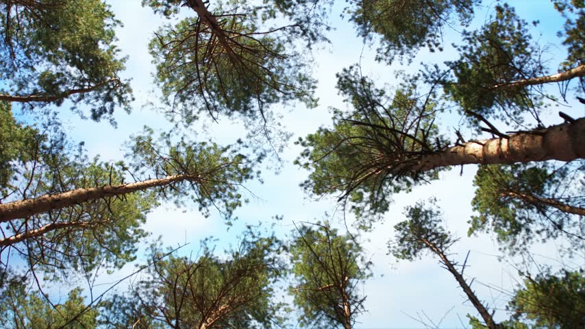 Treetops against a blue summer sky. A view from below of the pine trees.