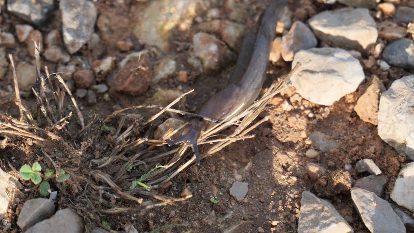 Close-Up of a Slug Crawling Across the Ground Among Twigs