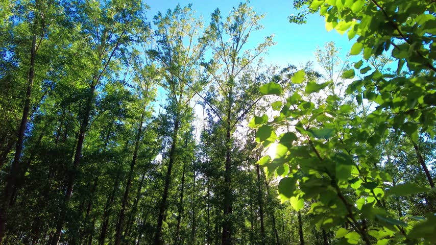 A low-angle view looking up into a dense forest canopy during daytime, with bright sunlight filtering through the vibrant green leaves of tall trees.