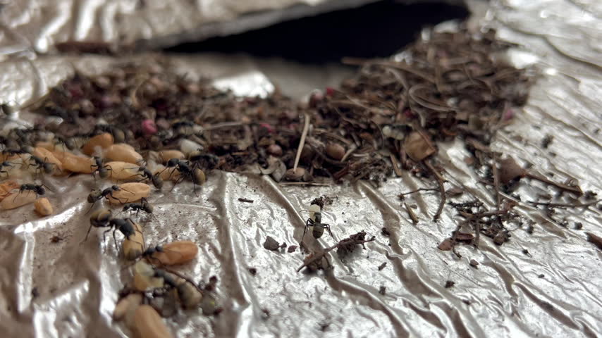 Worker ants tending brood inside an ant colony on a metallic textured surface