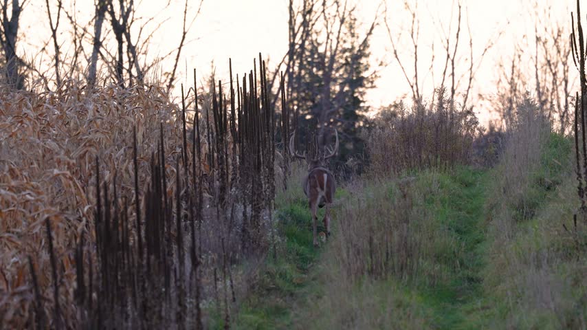Mature trophy white-tailed deer buck, Odocoileus virginianus, runs away along a path between dried corn stalks at dusk during fall in Dunn County, Wisconsin.