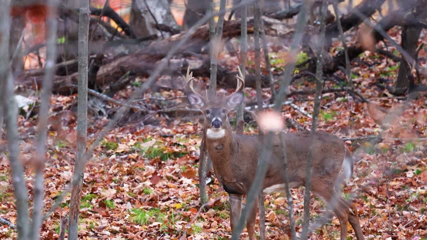 White-tailed deer buck, Odocoileus virginianus, looks toward the camera before turning and running away through autumn woodland in Dunn County, Wisconsin.