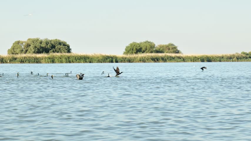 POV from a speeding motorboat follows ducks flapping their wings as they take off and skim low over a Danube Delta lake, suitable for wildlife and boating footage.