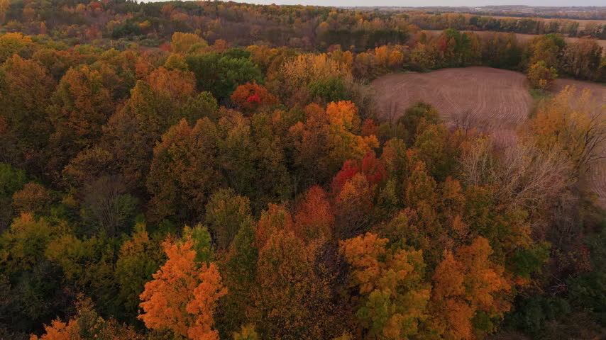 Aerial establishing shot of a colorful autumn woodland bordering furrowed fields, with patches of shrubs and distant houses visible across the rural landscape in autumn Wisconsin foliage