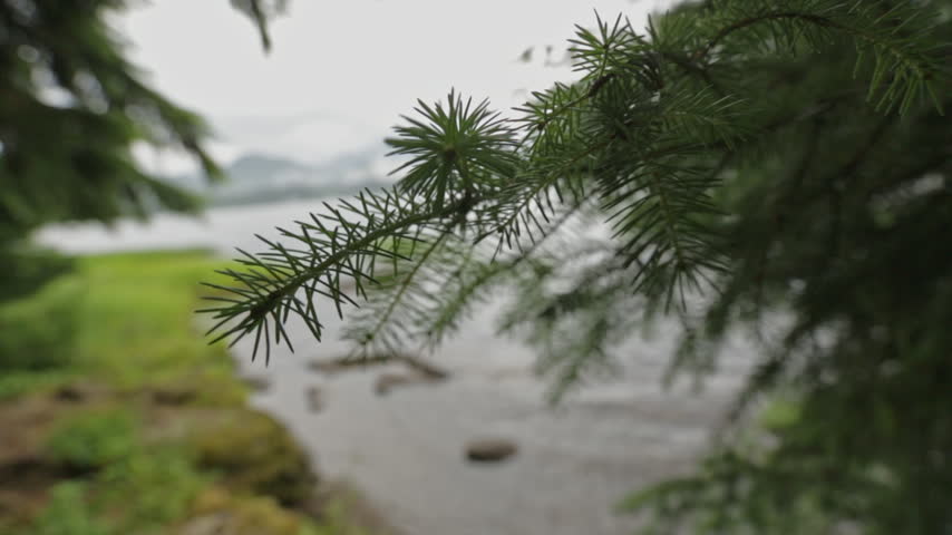 A needle-covered conifer branch fills the foreground above a lake, with a grassy, rocky shoreline and distant mountains softly blurred behind it.