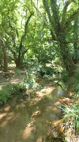 Flowing stream through a tree filled forest in spring