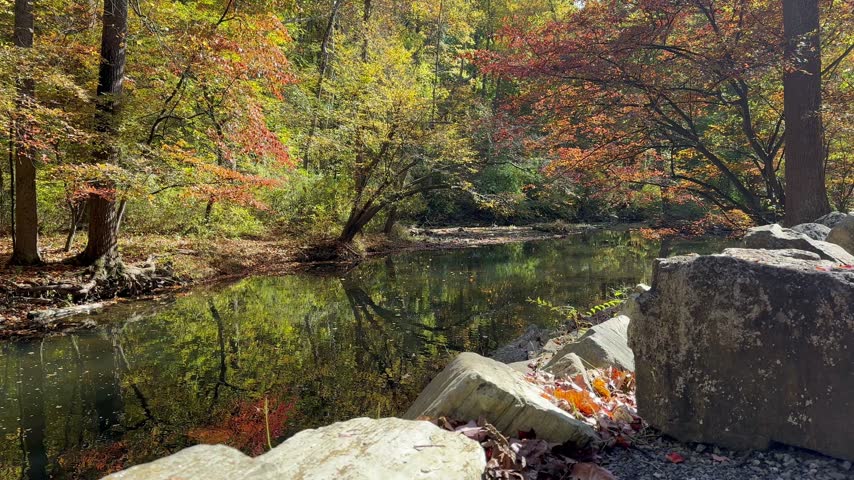 River in The Forest During Autumn