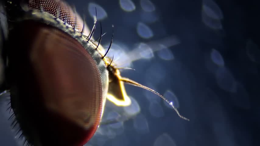 ​Macro microscopic view of a housefly head, extreme close-up showing compound eyes and antennae details in high resolution