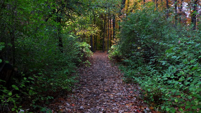 Forest hiking path covered with fallen autumn leaves leading through green bushes. Walking trail during light rain