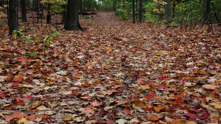 Autumn forest path covered with colorful fallen maple leaves.