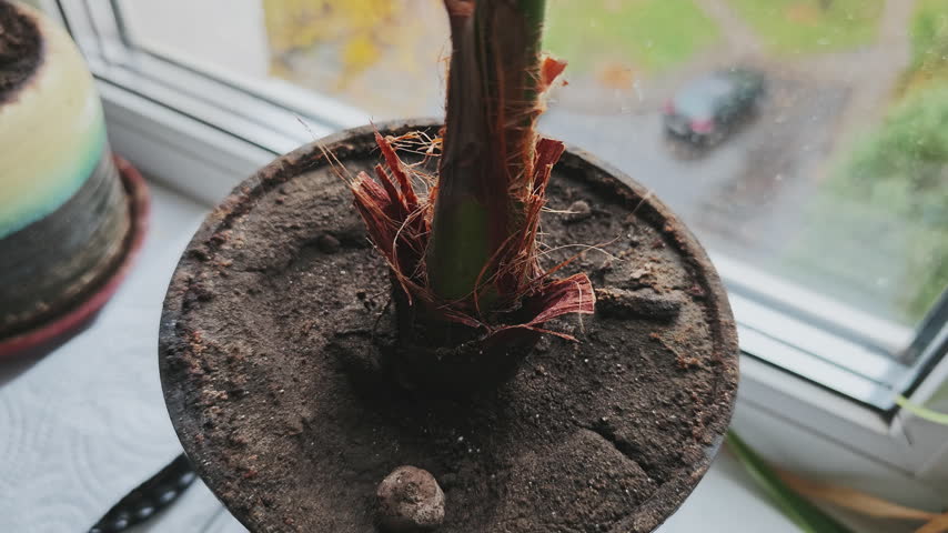 Potted indoor palm tree sitting near window with dry soil needing water care on cloudy autumn day