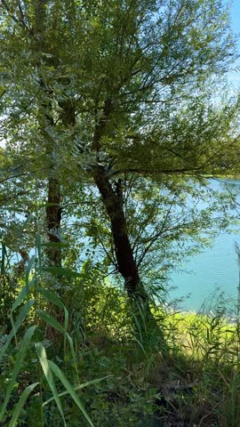 Lake, Reeds, Blue Water, Shoreline, Greenery