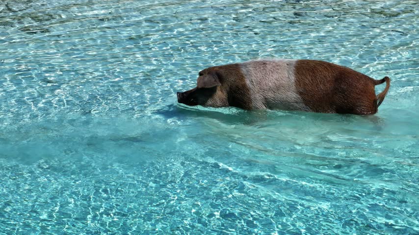 Pig swimming in clear turquoise water at Pig Beach, Big Major Cay, Exuma, Bahamas