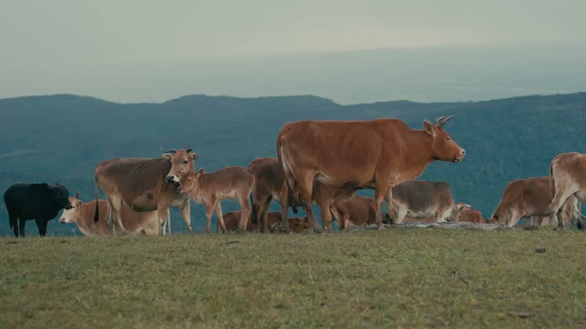 A herd of cows with cute calves standing and grazing on a green hill with mountain range background during overcast day.
