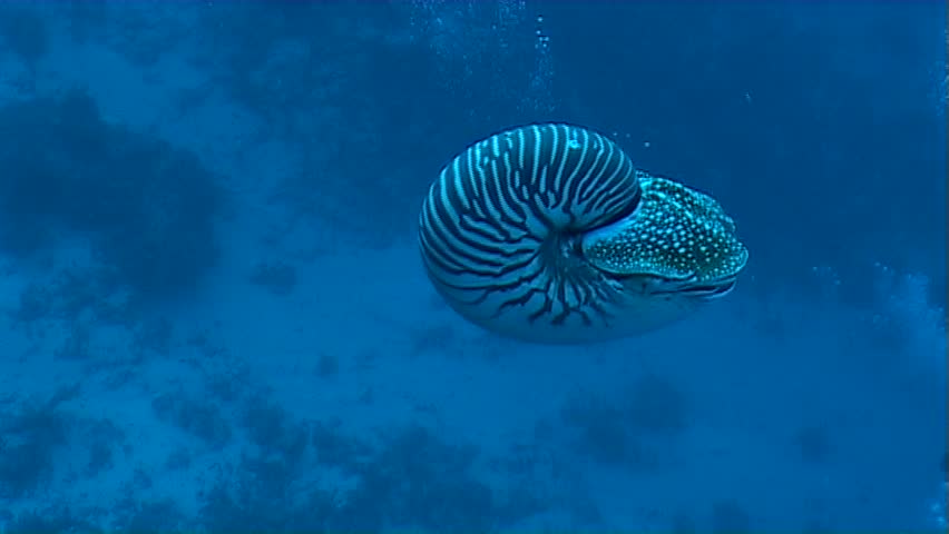 nautilus 