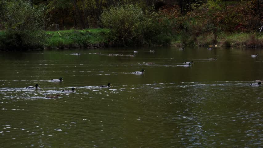 Flock of ducks taking off from the water surface of a pond in autumn