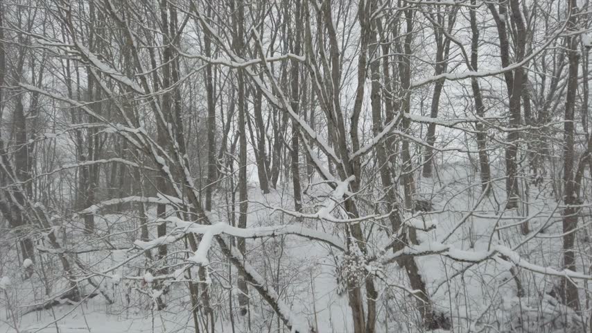 Overcast winter forest walk during snowfall