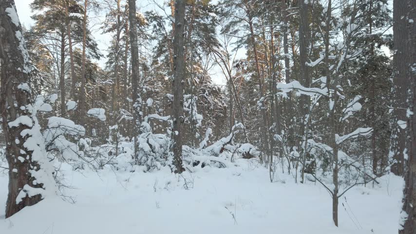 Side view walk through snowy winter woods