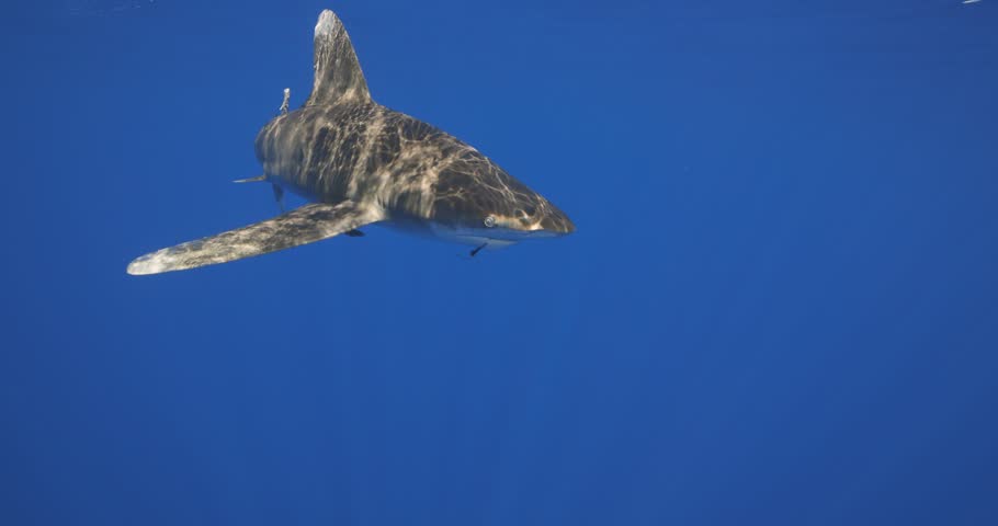 Closeup of the top of an oceanic white tip shark swimming by the camera as light dances across with the blue ocean background.