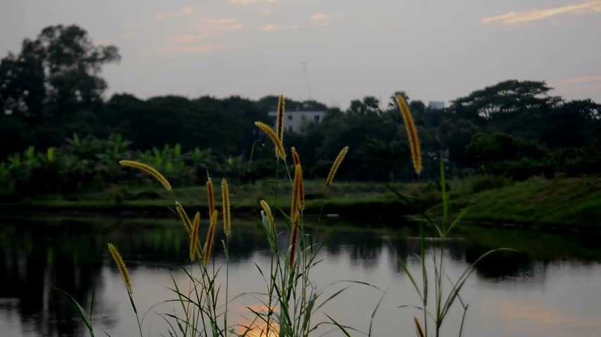 Foxtail Millet Grass by Rural Pond at Twilight with Distant Houses